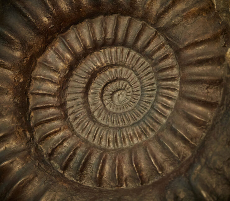 Wissenshappen Ammonit