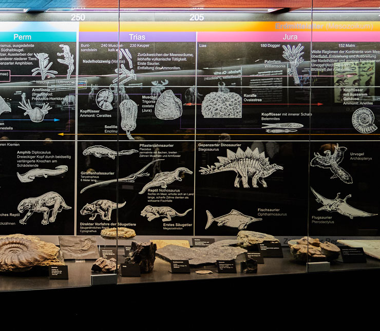 Evolution der Tiere