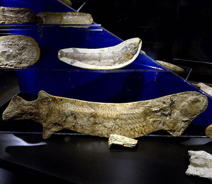 Evolution verstehen, fossile Fische